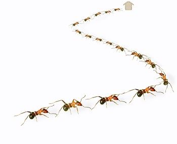 mieren volgen elkaar geurspoor